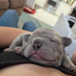 French Bulldog Puppies from Kaitlyn Slone