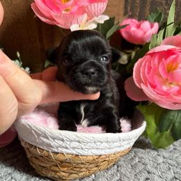 Velvet - Black and gold female Yorkshire Terrier puppy in Howe, Oklahoma from Ray Holder