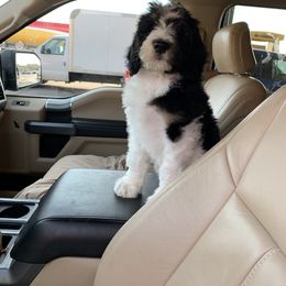 Bernedoodle Puppies from White Oak