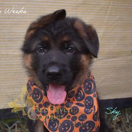 Sky - Black and red male German Shepherd puppy in Orlando, Florida from AceHaven Canines