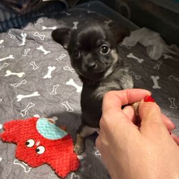 AKC registered Boy 2 - Black and tan male Chihuahua puppy in Anoka, Minnesota from Anoka County MN AKC Chihuahuas