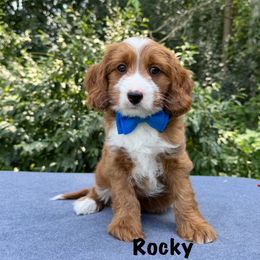 Rocky - Red male Australian Labradoodle puppy in Lake Zurich, Illinois from Rellie  Labradoodles
