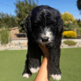 Charles - Black and white male Bernedoodle puppy in Yuba City, California from Ranch House Doodles