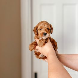 Cockapoo puppies from The Perks of Pups