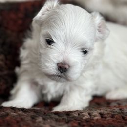 Maltese Puppies from Fancy Pants Maltese