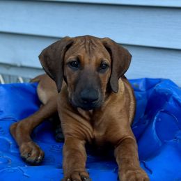 Black - Rd whtn blk nose male Rhodesian Ridgeback puppy in Baytown, Texas from Tenaha Ridge Rhodesian Ridgebacks