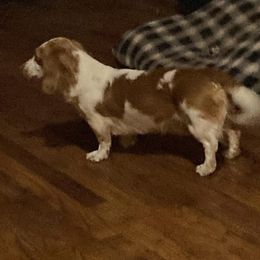 Dachshund All Grown Up from B&K Dachshunds.