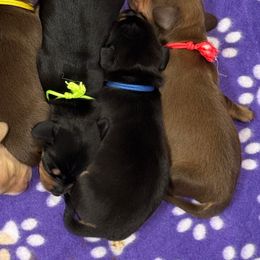 Blue collar - Black and cream female Dachshund puppy in Shawnee, Oklahoma from Magic Eagle Miniature Dachshunds