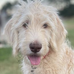 Double Doodles, Labradoodles, and Poodles from ETX Labracadabra Labradoodles