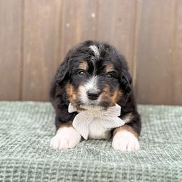 Cubby - Tri-color male Bernedoodle puppy in Bellville, Ohio from Bernedoodle Buddies