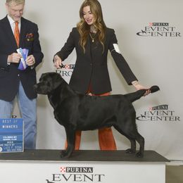 Cash  - Labrador Retriever