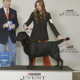 Cash  - Labrador Retriever