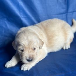 Golden Retriever Puppies from Chevaline Goldens
