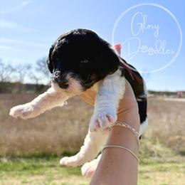 Maroon - Tri-color female Bernedoodle puppy in Rockwall, Texas from Glory Doodles