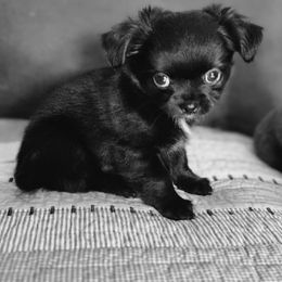 Chihuahua Puppies from Nadezhda's Chihuahuas