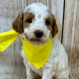 Yellow Male - Parti male Goldendoodle puppy in Great Falls, Montana from Montana Goldendoodles