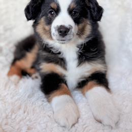 Miniature Australian Shepherd Puppies from Indiana Toy & Mini Aussies
