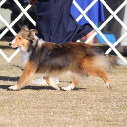 Shetland Sheepdogs from Maple Leaf Shelties
