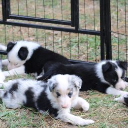 Border Collie Puppies from Bridges Border Collies