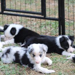 Border Collie Puppies from Bridges Border Collies
