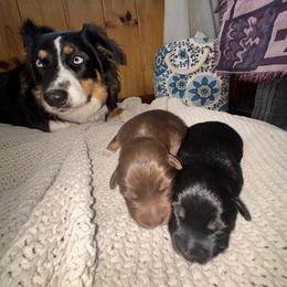 Australian Shepherd Puppies from McElroy Homestead Austrailian Shepherds