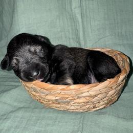 Moose - Black and silver male Miniature Schnauzer puppy in Akeley, Minnesota from Great Northern Schnauzers