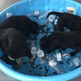 German Shepherd Puppies from von der Ryndal German Shepherds