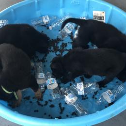 German Shepherd Puppies from von der Ryndal German Shepherds