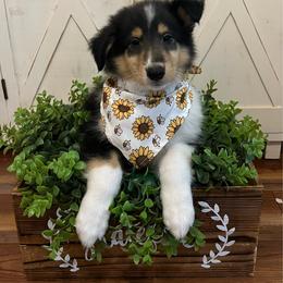Chuckie Finster - Black white and tan male Collie puppy in Chilhowie, Virginia from Jolly Collies