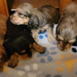 Dachshund Puppies from CLARK'S BREEDING PROGRAM