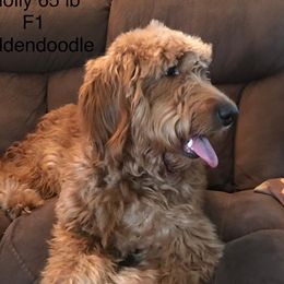 Molly - Goldendoodle