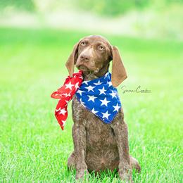 German Shorthaired Pointer and Vizsla Puppies from Nosam kennels