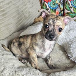 Scrambles - Fawn brindled black male Chihuahua puppy in Lake Placid, Florida from Heartland Chihuahua