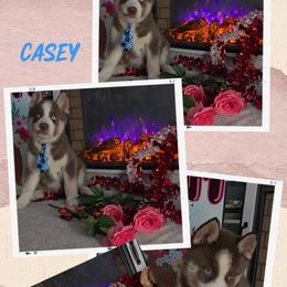 Casey - Red and white male Siberian Husky puppy in Spring Hill, Florida from Whitmore Wolfpack LLC