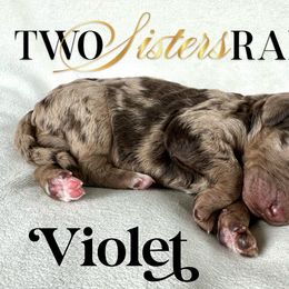Violet - female Newfypoo puppy in Jackson, Missouri from Two Sisters Ranch, LLC