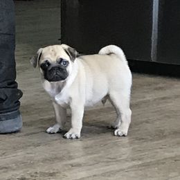 Pug Puppies from Hopestars Pugs