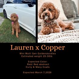 Upcoming litter - Red  male Goldendoodle puppy in Fort Myers, Florida from Gandystailsofjoy
