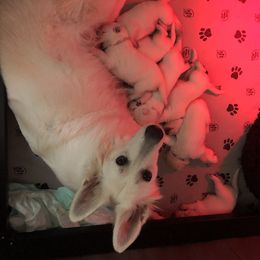 Berger Blanc Suisse Puppies from Nasha Comanda White Swiss Shepherds