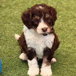 Hershey - Tri-color female Bernedoodle puppy in Royse City, Texas from Platinum Bernedoodles of Texas