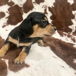 Dachshund Puppies from Pasek Kennels