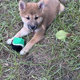Shiba Inu Puppies from The Animal Farm Shiba Inus & Mameshibas