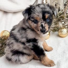 Holly - Blue merle female Miniature American Shepherd puppy in Idaho Falls, Idaho from Sugartop Minis