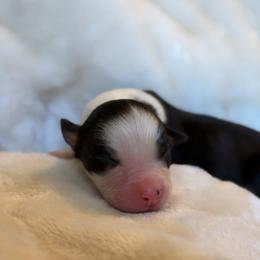 Tide AKC - Black tri-color male Australian Shepherd puppy in Polk City, Florida from Skaky Shepherds