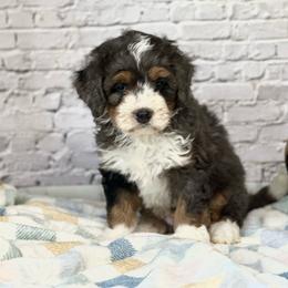Giddian - Blue merle male Bernedoodle puppy in Moulton, Iowa from Shondel Puppy Paws