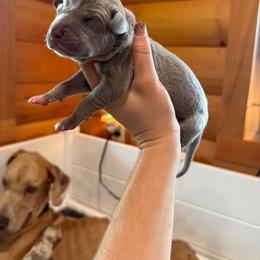 Schroeder - Silver male Great Dane puppy in Corsica, Pennsylvania from Ferguson Family Danes LLC