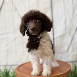 Pink girl - Parti female Poodle puppy in Travelers Rest, South Carolina from Hampshire Hill’s Standard Poodles