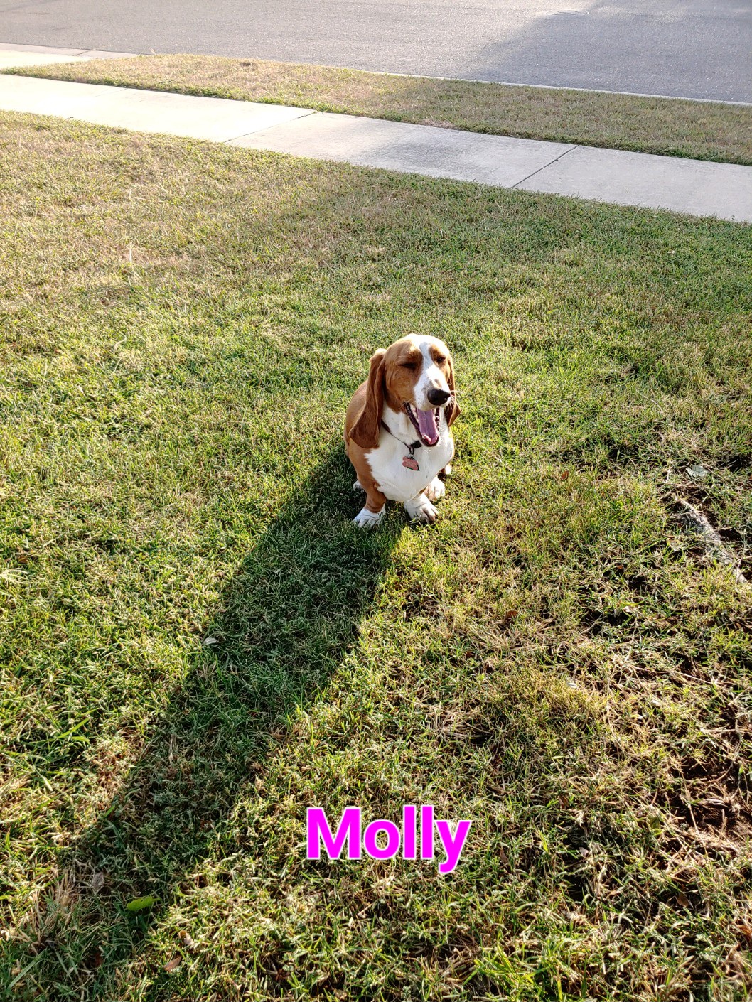 Basset Hound Puppies from Happy Hound Bassets of Whitney