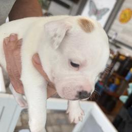 Cotton - White male Staffordshire Bull Terrier puppy in Port Saint Lucie, Florida from Southern Staffies