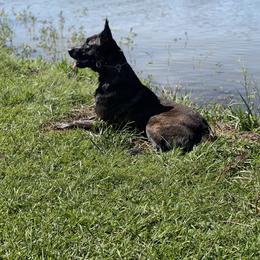 Belgian Malinois and xDutch Shepherd All Grown Up from Alliance K9
