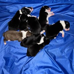 Border Collie Puppies from Pineview Farm
